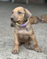 Ms. Purple, a female Rhodesian Ridgeback for sale in Greenville, MI – 4 of 9