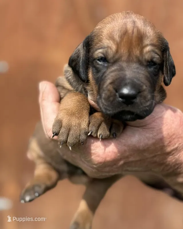 Ms. Girl – Rhodesian Ridgeback puppy for sale in Greenville, MI