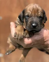 Little Girl, a  Rhodesian Ridgeback for sale in Greenville, MI – 2 of 10