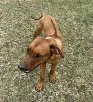 Ms. Purple, a female Rhodesian Ridgeback for sale in Greenville, MI – 8 of 9