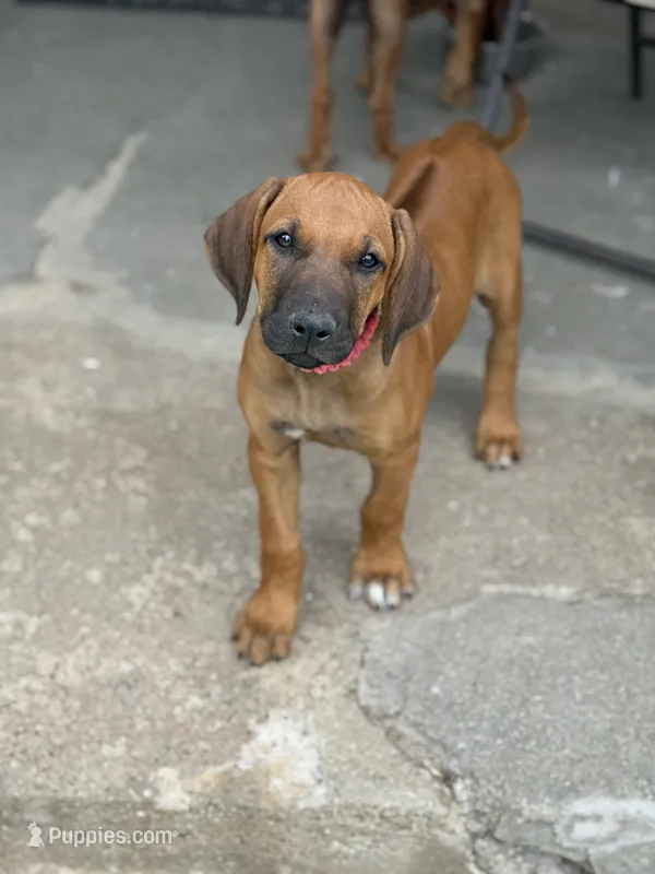 Ms. Rainbow – Rhodesian Ridgeback puppy on hold in Greenville, MI