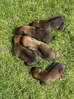 Ms. Orange, a female Rhodesian Ridgeback for sale in Greenville, MI – 4 of 10