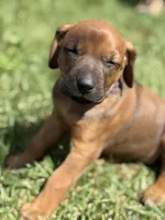 Ms. Purple, a female Rhodesian Ridgeback for sale in Greenville, MI – 5 of 10