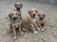 Ms. Green, a female Rhodesian Ridgeback for sale in Greenville, MI – 4 of 9