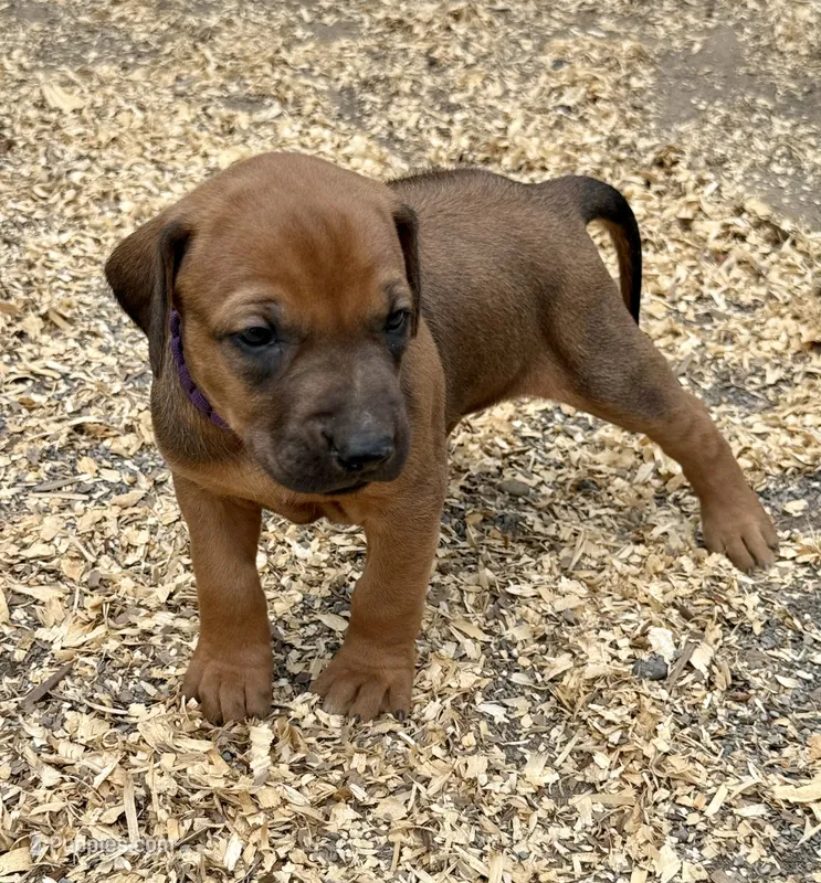 Ms. Purple – Rhodesian Ridgeback puppy for sale in Greenville, MI