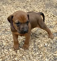 Ms. Purple, a female Rhodesian Ridgeback for sale in Greenville, MI – 3 of 10