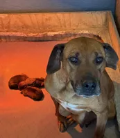 RR Puppy, a  Rhodesian Ridgeback for sale in Greenville, MI – 9 of 10