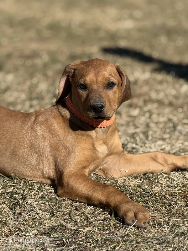 Ms. Orange – Rhodesian Ridgeback puppy for sale in Greenville, MI