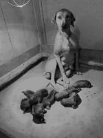 processed/307b7592-3b97-4b17-9f47-60993d6c32fd/listing/f4fdf97c-a1db-4378-bbc7-6516a2e96fef/ed58602c-262c-476d-a925-696bbf11309e