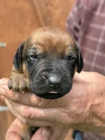 Ms. Orange, a female Rhodesian Ridgeback for sale in Greenville, MI – 1 of 10