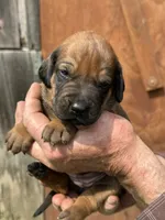 Ms. Lime Green, a female Rhodesian Ridgeback for sale in Greenville, MI – 2 of 8