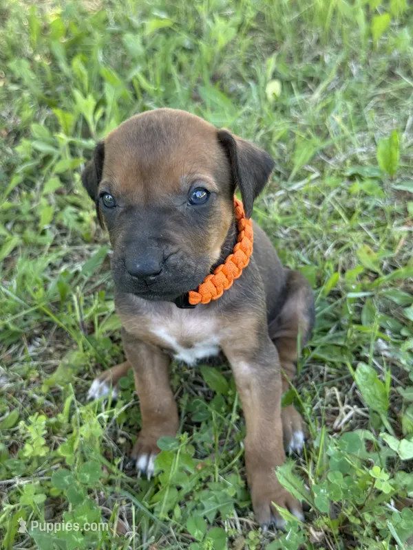 Ms. Orange – Rhodesian Ridgeback puppy on hold in Greenville, MI