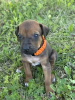Ms. Orange, a female Rhodesian Ridgeback for sale in Greenville, MI – 1 of 10