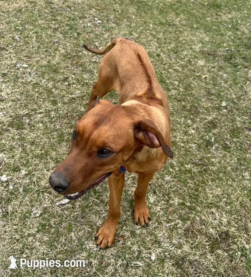 Ms. Orange, a female Rhodesian Ridgeback for sale in Greenville, MI – 9 of 10