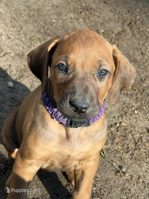 Ms. Purple – Rhodesian Ridgeback puppy for sale in Greenville, MI