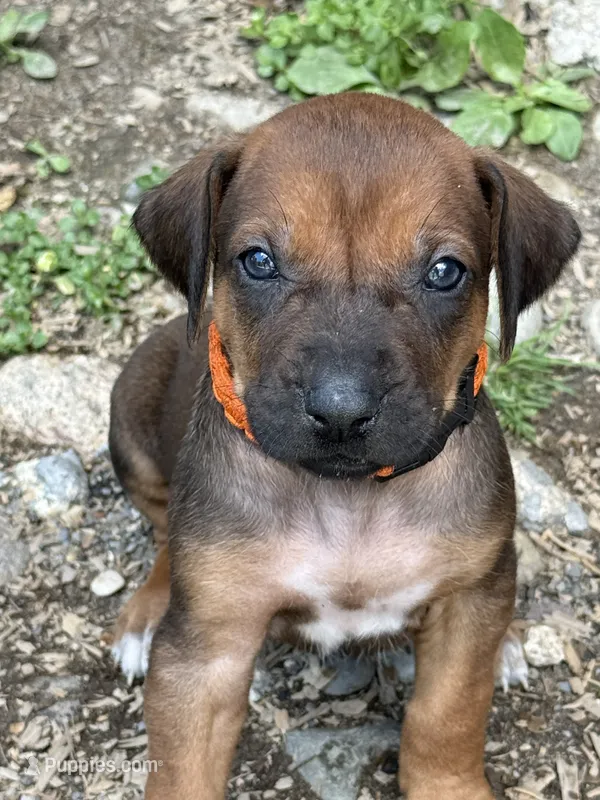 Ms. Orange – Rhodesian Ridgeback puppy for sale in Greenville, MI