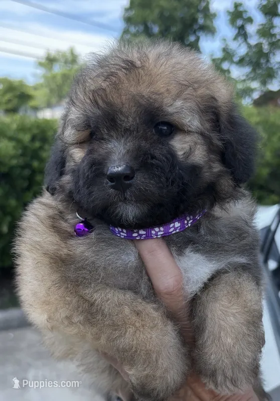 Abby – Miniature Bernedoodle puppy for sale in Pell City, AL