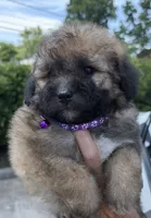 Abby, a female Miniature Bernedoodle for sale in Pell City, AL – 1 of 2