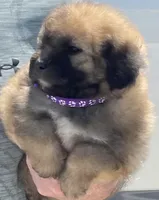 Abby, a female Miniature Bernedoodle for sale in Pell City, AL – 2 of 2