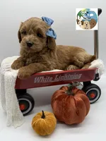 Ginger, a female Miniature Goldendoodle for sale in Rockport, TX – 8 of 8
