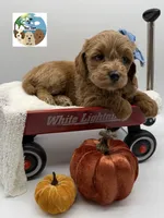 Ginger, a female Miniature Goldendoodle for sale in Rockport, TX – 5 of 8