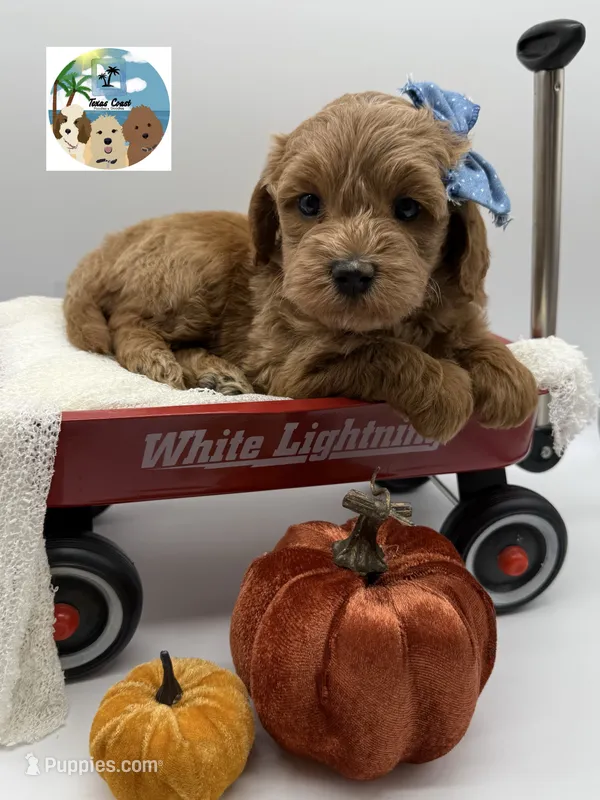 Ginger – Miniature Goldendoodle puppy for sale in Rockport, TX