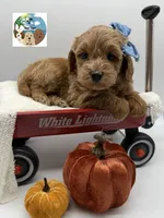 Ginger, a female Miniature Goldendoodle for sale in Rockport, TX – 1 of 8