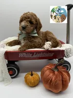 Sage, a male Miniature Goldendoodle for sale in Rockport, TX – 7 of 8