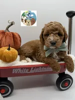 Sage, a male Miniature Goldendoodle for sale in Rockport, TX – 3 of 8