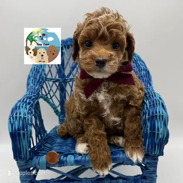 Cabernet - AKC – Poodle - Miniature  puppy for sale in Rockport, TX