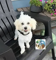 Louis, a male Maltese and Poodle - Toy  for sale in Rockport, TX – 4 of 5