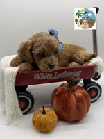Ginger, a female Miniature Goldendoodle for sale in Rockport, TX – 3 of 8