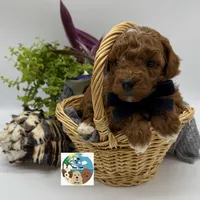 Merlot - AKC, a male Poodle - Miniature  for sale in Rockport, TX – 2 of 3