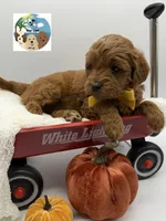 Pumpkin Pie, a male Miniature Goldendoodle for sale in Rockport, TX – 6 of 8