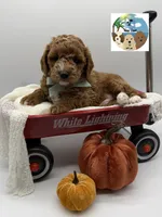 Sage, a male Miniature Goldendoodle for sale in Rockport, TX – 8 of 8