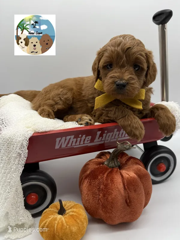 Pumpkin Pie – Miniature Goldendoodle puppy for sale in Rockport, TX