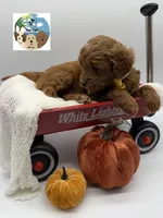 Pumpkin Pie, a male Miniature Goldendoodle for sale in Rockport, TX – 5 of 8