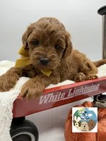 Pumpkin Pie, a male Miniature Goldendoodle for sale in Rockport, TX – 4 of 8