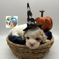 Louis, a male Maltese and Poodle - Toy  for sale in Rockport, TX – 3 of 5