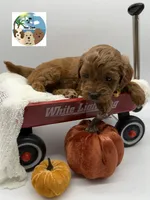 Pumpkin Pie, a male Miniature Goldendoodle for sale in Rockport, TX – 2 of 8