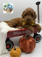 Pumpkin Pie, a male Miniature Goldendoodle for sale in Rockport, TX – 8 of 8