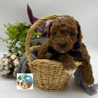 Merlot - AKC, a male Poodle - Miniature  for sale in Rockport, TX – 1 of 3