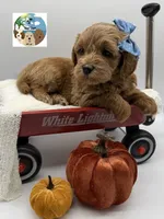 Ginger, a female Miniature Goldendoodle for sale in Rockport, TX – 2 of 8