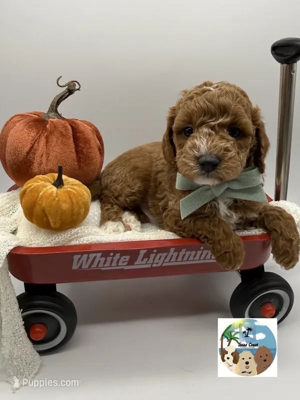Sage – Miniature Goldendoodle puppy for sale in Rockport, TX