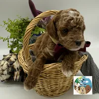 Cabernet - AKC, a male Poodle - Miniature  for sale in Rockport, TX – 3 of 3