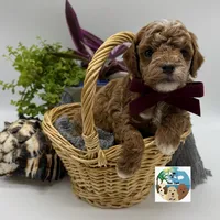 Cabernet - AKC, a male Poodle - Miniature  for sale in Rockport, TX – 2 of 3