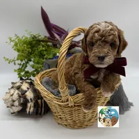 Cabernet - AKC, a male Poodle - Miniature  for sale in Rockport, TX – 1 of 3