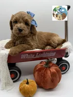 Ginger, a female Miniature Goldendoodle for sale in Rockport, TX – 7 of 8