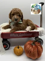 Sage, a male Miniature Goldendoodle for sale in Rockport, TX – 6 of 8