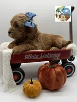 Ginger, a female Miniature Goldendoodle for sale in Rockport, TX – 6 of 8